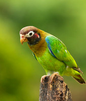 Brown-hooded parrot