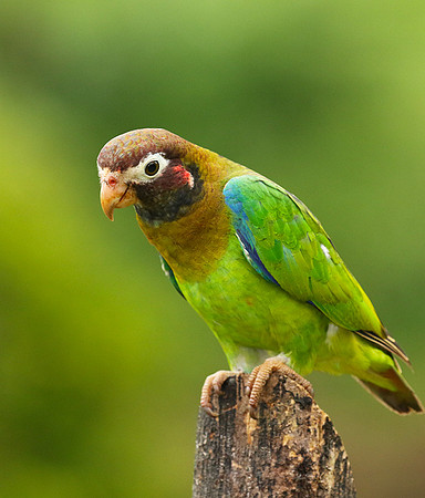 Brown-hooded parrot