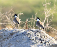 Spur-winged lapwing
