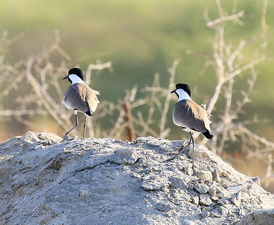 Spur-winged lapwing