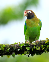 Brown-hooded parrot