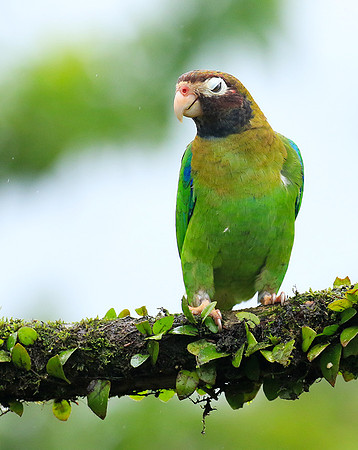 Brown-hooded parrot