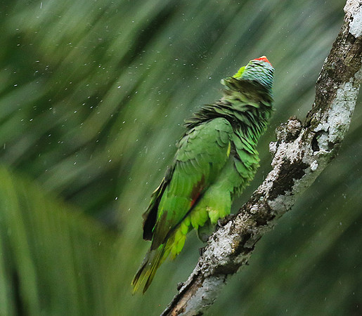 Red-fronted parrotlet