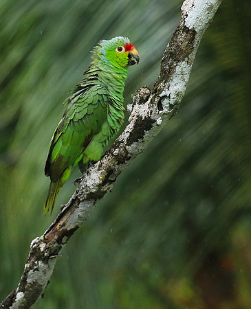 Red-fronted parrotlet