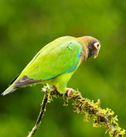 Brown-hooded parrot