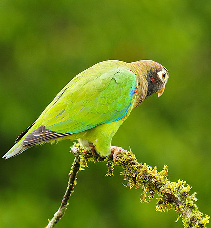 Brown-hooded parrot
