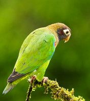 Brown-hooded parrot