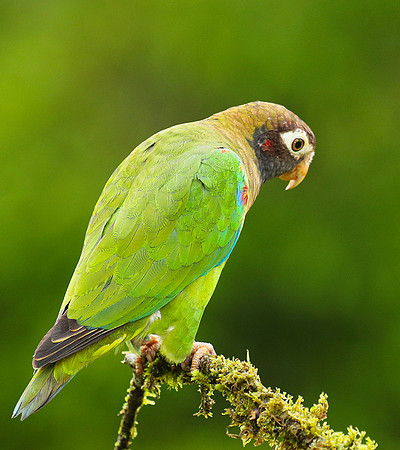 Brown-hooded parrot