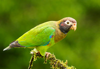 Brown-hooded parrot