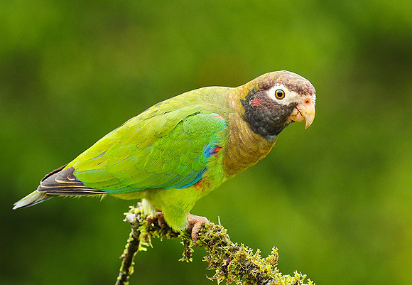 Brown-hooded parrot