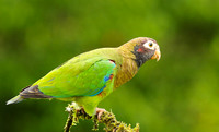 Brown-hooded parrot