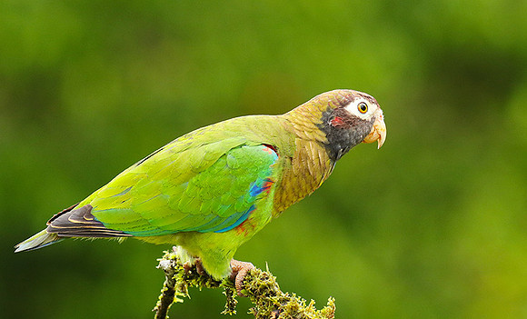 Brown-hooded parrot