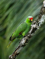 Red-fronted parrotlet (Toui du Costa Rica)