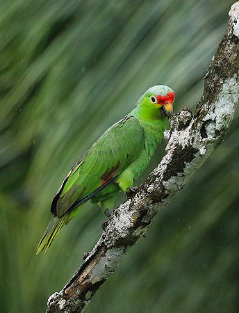 Red-fronted parrotlet (Toui du Costa Rica)