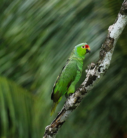 Red-fronted parrotlet