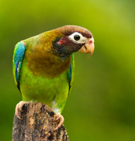 Brown-hooded parrot