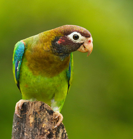 Brown-hooded parrot