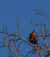 Eurasian Hoopoe - Madikwe game reserve