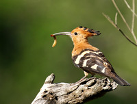 At Sabi Sand