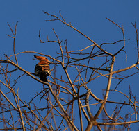 Eurasian Hoopoe - Madikwe game reserve