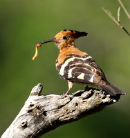 At Sabi Sand