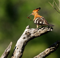 At Sabi Sand