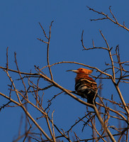 Eurasian Hoopoe - Madikwe game reserve