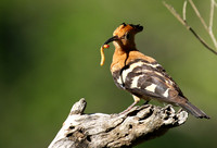At Sabi Sand