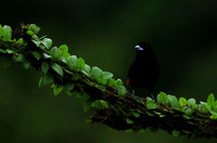 Passarini's tanager (tangara à croupion rouge)
