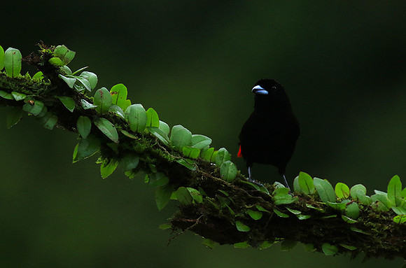 Passarini's tanager (tangara à croupion rouge)