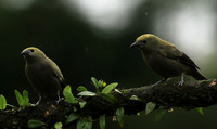 Palm tanager (tangara des palmiers)