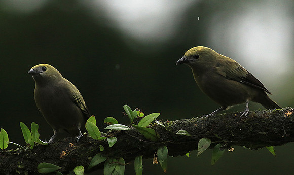 Palm tanager (tangara des palmiers)