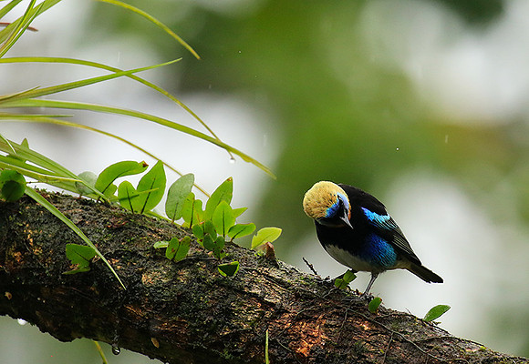 Golden hooded tanager
