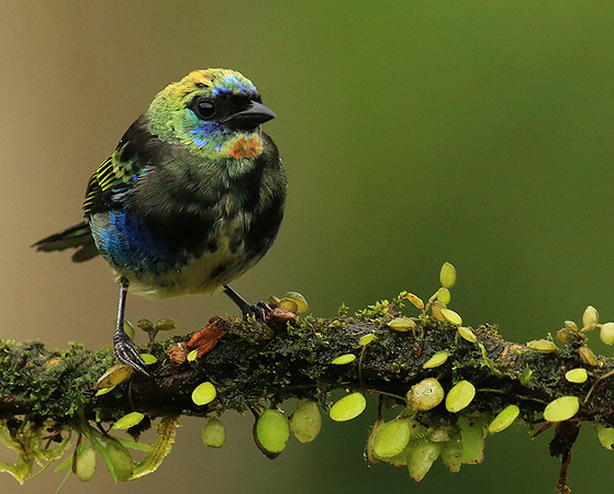 Juvenile golden-hooded tanager
