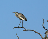 Grey heron - Masaï Mara