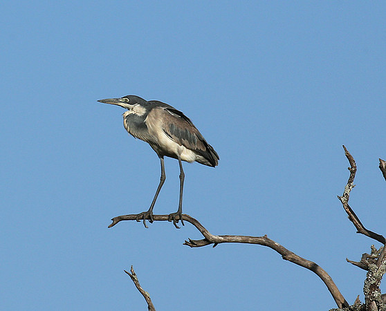 Grey heron - Masaï Mara