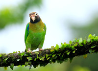 Brown-hooded parrot