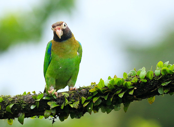 Brown-hooded parrot