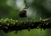 Palm tanager (tangara des palmiers)