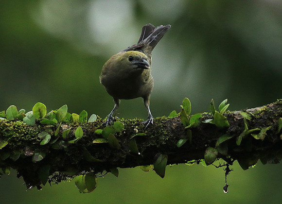 Palm tanager (tangara des palmiers)