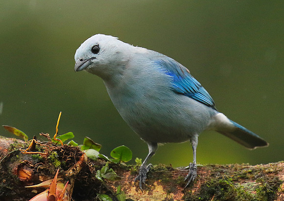 Blue-grey tanager