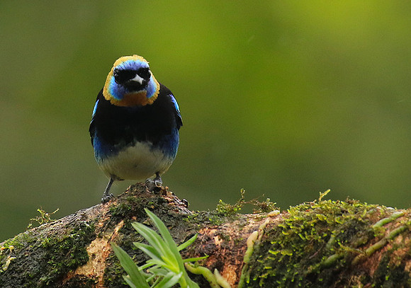 Golden hooded tanager