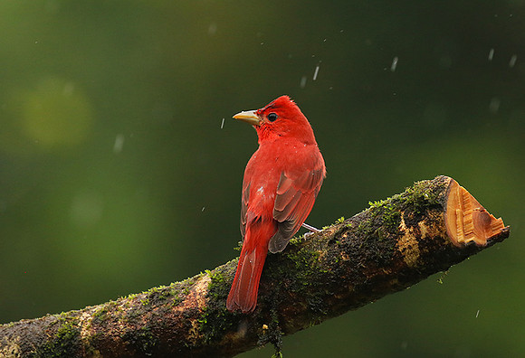 Summer tanager
