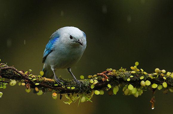 Blue-grey tanager