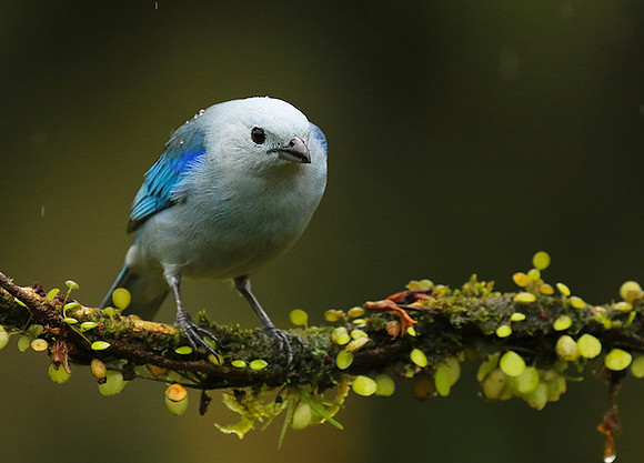 Blue-grey tanager