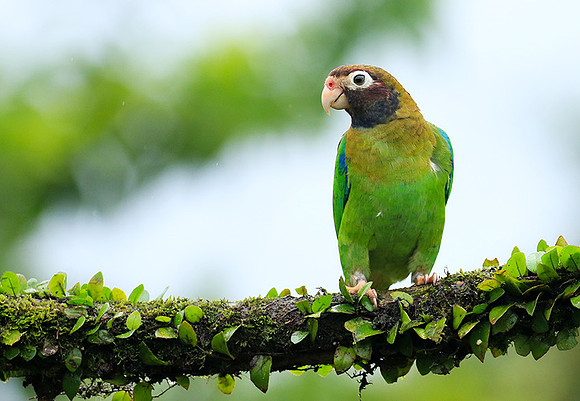 Brown-hooded parrot