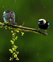 Golden hooded tanager