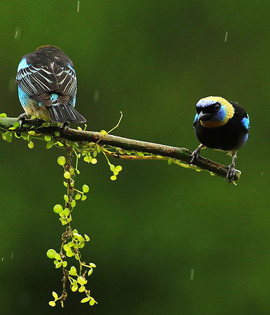 Golden hooded tanager