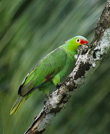 Red-fronted parrotlet (Toui du Costa Rica)