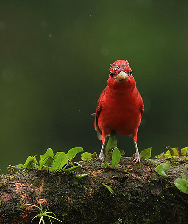 Summer tanager